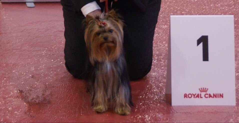 Jesly' love du domaine des vieux cerfs