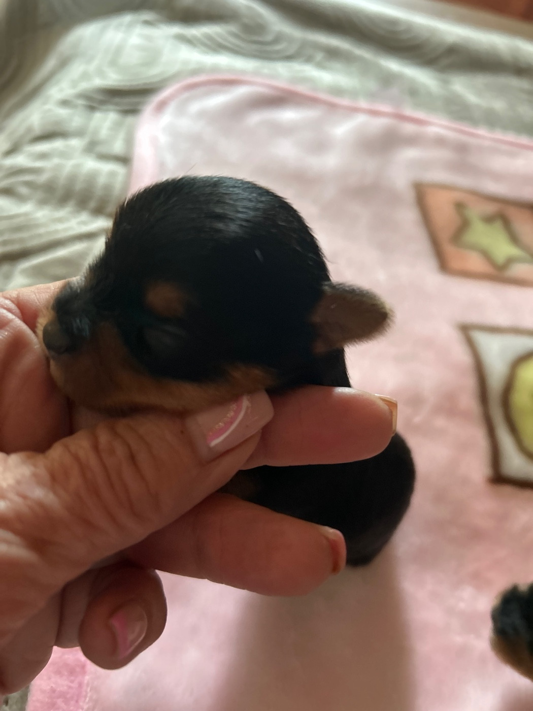 du domaine des vieux cerfs - Chiots disponibles - Yorkshire Terrier