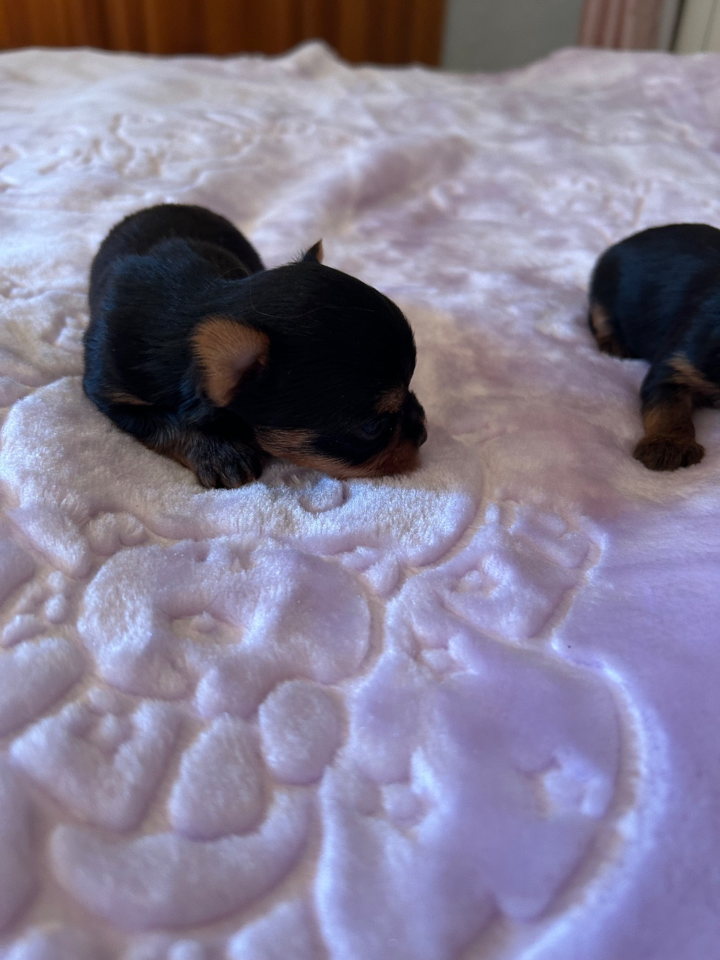 du domaine des vieux cerfs - Chiots disponibles - Yorkshire Terrier