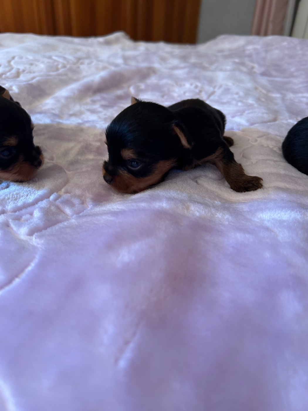 du domaine des vieux cerfs - Chiots disponibles - Yorkshire Terrier