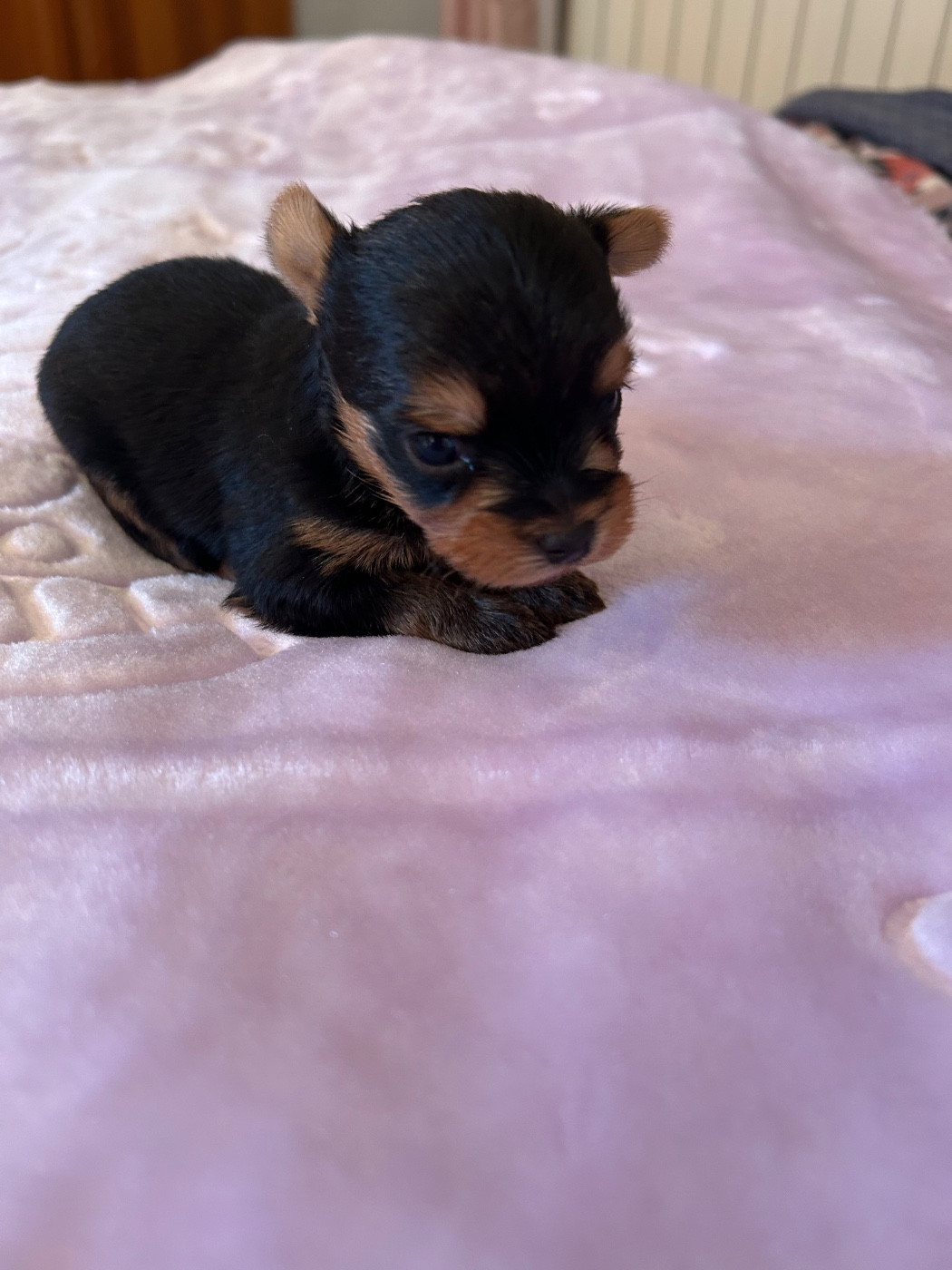 du domaine des vieux cerfs - Chiots disponibles - Yorkshire Terrier