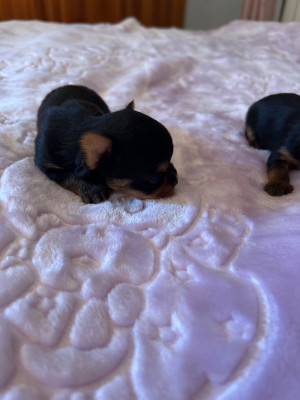 Chiot N°1